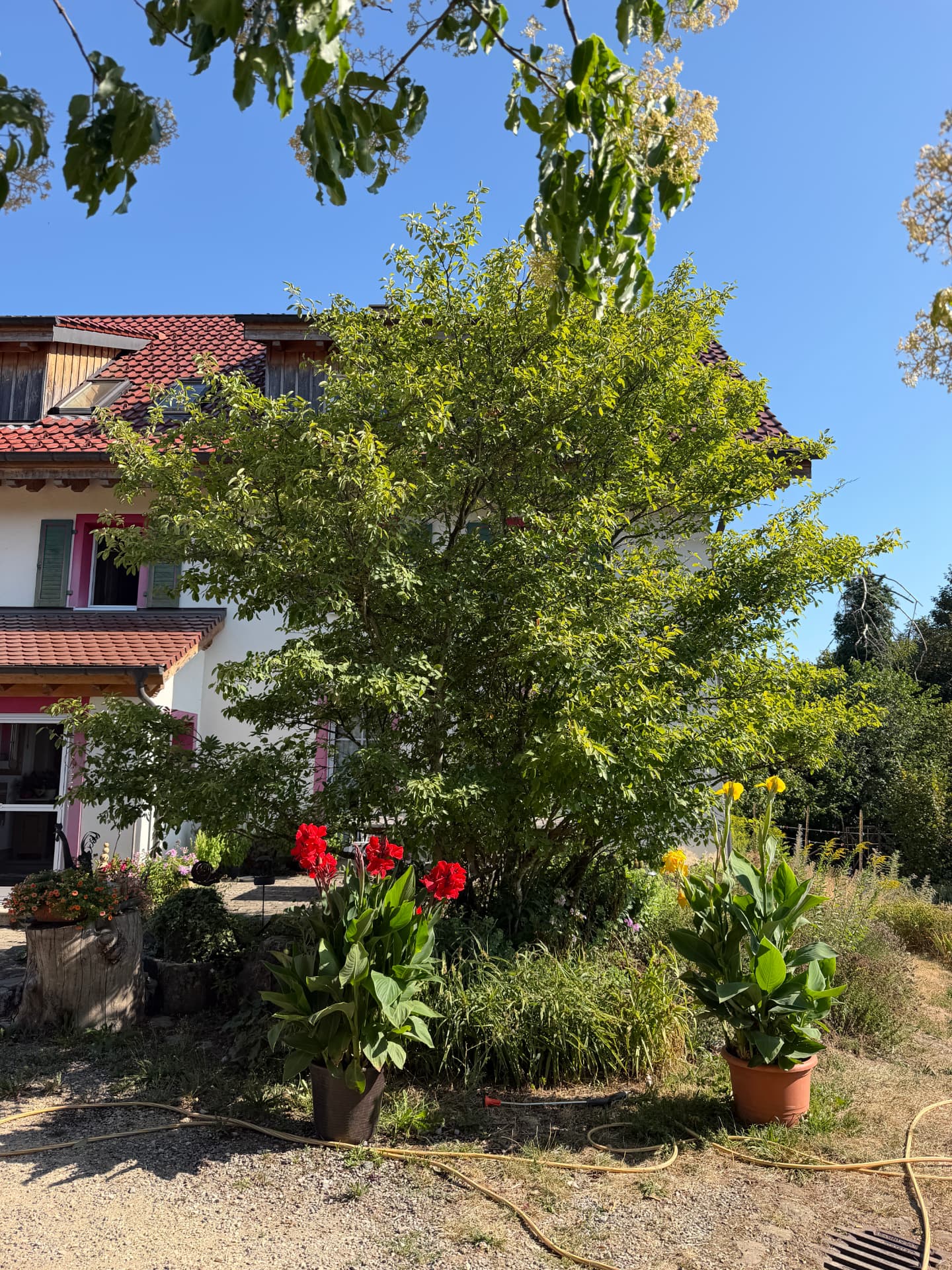 Gartenecke mit roten und gelben Blumen vor dem Wohnhaus