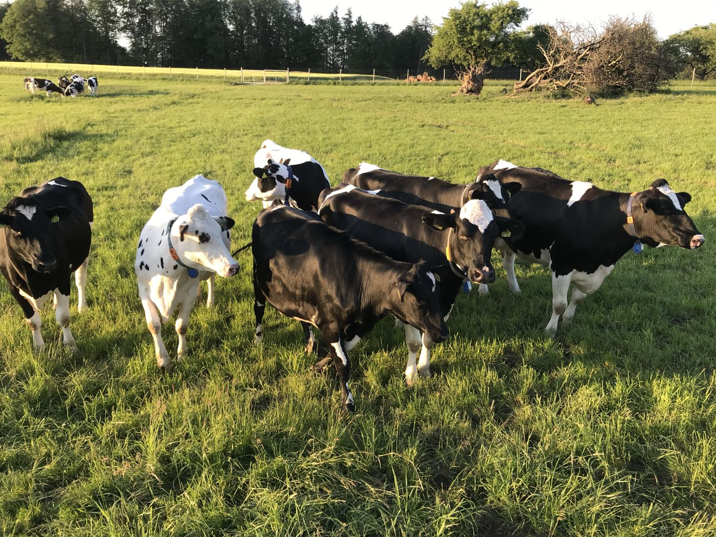 Mastvieh auf der Weide am Hof Langenmoos im Abendlicht
